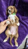 Rosie, a female Cavalier King Charles Spaniel and Poodle - Miniature  for sale in Emmett, ID – 4 of 6
