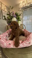 Kevin mini Goldendoodle F1b , a male Goldendoodle for sale in Emmett, ID – 2 of 6