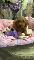Mila  mini Goldendoodle F1b , a female Goldendoodle for sale in Emmett, ID – 4 of 5