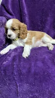Charlie, a male Cavalier King Charles Spaniel and Poodle - Miniature  for sale in Emmett, ID – 5 of 5