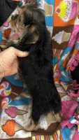 Max, a male Cavalier King Charles Spaniel and Yorkshire Terrier for sale in Emmett, ID – 3 of 6
