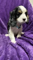 Max, a male Cavalier King Charles Spaniel and Poodle - Miniature  for sale in Emmett, ID – 3 of 4