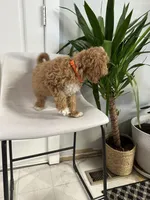 Ckc cavapoo Richy , a male Cavapoo for sale in Emmett, ID – Photo 4 of 4