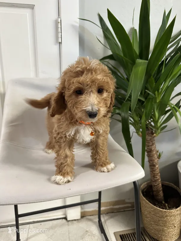 Ckc cavapoo Richy 