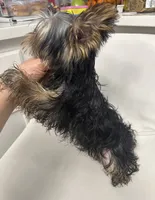 Akc Yorkie Nikki, a male Yorkshire Terrier for sale in Emmett, ID – 5 of 5