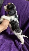 Lucky , a male Cavalier King Charles Spaniel and Poodle - Miniature  for sale in Emmett, ID – 4 of 4