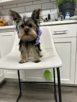 Nonna, a female Yorkshire Terrier for sale in Emmett, ID – 2 of 5
