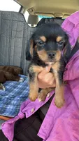 Nash, a male Cavalier King Charles Spaniel and Yorkshire Terrier for sale in Emmett, ID – 1 of 2