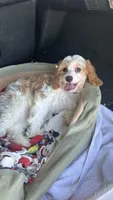 CKC Cavapoo Alex, a male Cavapoo for sale in Emmett, ID – 4 of 5