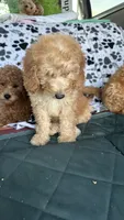 Cole, a male Goldendoodle for sale in Emmett, ID – 3 of 5