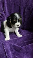 Jackson , a male Cavalier King Charles Spaniel and Poodle - Miniature  for sale in Emmett, ID – 5 of 5