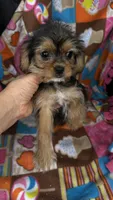 Max, a male Cavalier King Charles Spaniel and Yorkshire Terrier for sale in Emmett, ID – 2 of 6