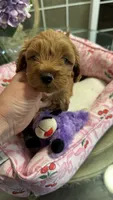 Mila  mini Goldendoodle F1b , a female Goldendoodle for sale in Emmett, ID – 3 of 5