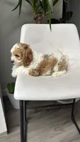 CKC Cavapoo Amy , a female Cavapoo for sale in Emmett, ID – 7 of 8