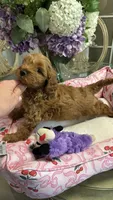 Mila  mini Goldendoodle F1b , a female Goldendoodle for sale in Emmett, ID – 2 of 5
