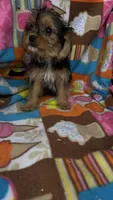 Max, a male Cavalier King Charles Spaniel and Yorkshire Terrier for sale in Emmett, ID – 4 of 6