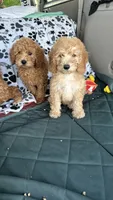 Cole, a male Goldendoodle for sale in Emmett, ID – 5 of 5