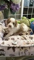 CKC Cavapoo Alex, a male Cavapoo for sale in Emmett, ID – 4 of 5