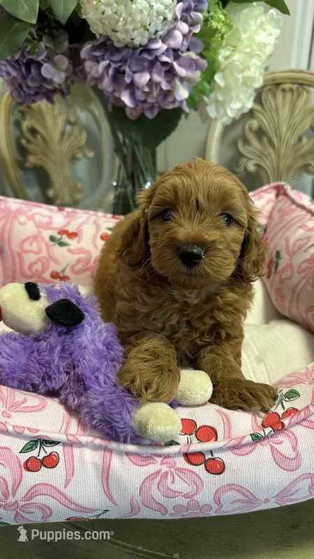 Mila  mini Goldendoodle F1b  – Goldendoodle puppy for sale in Emmett, ID