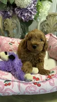 Mila  mini Goldendoodle F1b , a female Goldendoodle for sale in Emmett, ID – 1 of 5