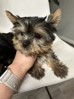 Akc Yorkie Nikki, a male Yorkshire Terrier for sale in Emmett, ID – 2 of 3