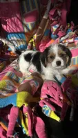 Jack, a male Cavalier King Charles Spaniel and Yorkshire Terrier for sale in Emmett, ID – 4 of 4