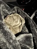 Crosby, a male American Pit Bull Terrier for sale in Elmira, NY – 6 of 8