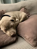 Crosby, a male American Pit Bull Terrier for sale in Elmira, NY – 4 of 8