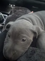Crosby, a male American Pit Bull Terrier for sale in Elmira, NY – 2 of 8