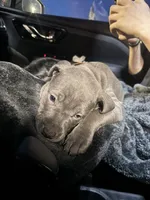 Crosby, a male American Pit Bull Terrier for sale in Elmira, NY – 7 of 8