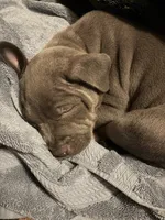 Crosby, a male American Pit Bull Terrier for sale in Elmira, NY – 7 of 8