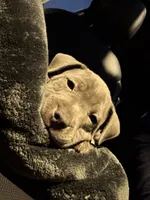Crosby, a male American Pit Bull Terrier for sale in Elmira, NY – 1 of 8