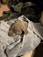 Crosby, a male American Pit Bull Terrier for sale in Elmira, NY – 3 of 8