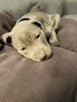 Crosby, a male American Pit Bull Terrier for sale in Elmira, NY – 4 of 8
