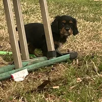 Skip, a male Cavalier King Charles Spaniel for sale in Ardmore, OK – Photo 5 of 7