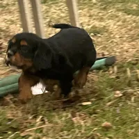 Skip, a male Cavalier King Charles Spaniel for sale in Ardmore, OK – Photo 1 of 7