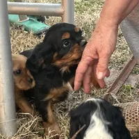 Skip, a male Cavalier King Charles Spaniel for sale in Ardmore, OK – Photo 4 of 7