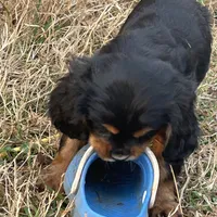 Skip, a male Cavalier King Charles Spaniel for sale in Ardmore, OK – Photo 6 of 7
