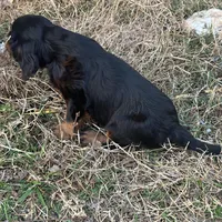 Skip, a male Cavalier King Charles Spaniel for sale in Ardmore, OK – Photo 7 of 7
