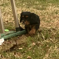 Skip, a male Cavalier King Charles Spaniel for sale in Ardmore, OK – Photo 2 of 7