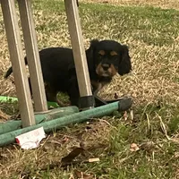 Skip, a male Cavalier King Charles Spaniel for sale in Ardmore, OK – Photo 3 of 7