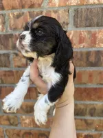Bodee, a male Cocker Spaniel for sale in Ardmore, OK – 2 of 4