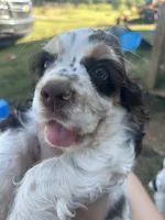 Thor, a male Cocker Spaniel for sale in Ardmore, OK – 3 of 7