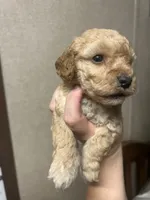 Levi, a male Poodle - Miniature  for sale in Ardmore, OK – 5 of 5