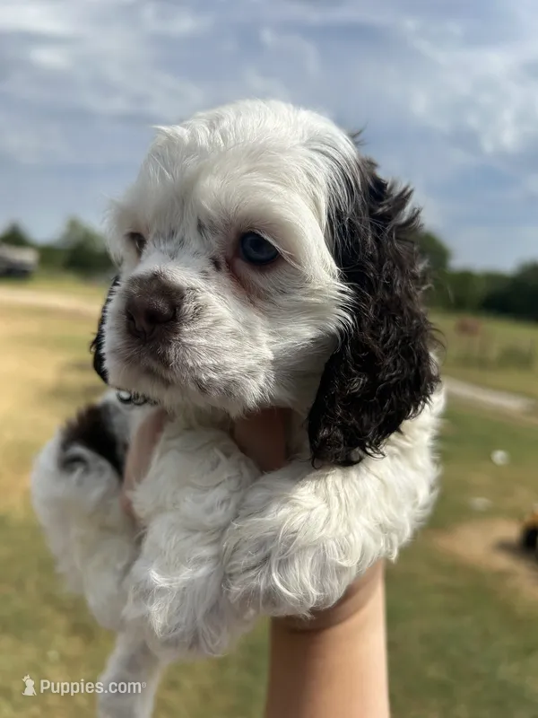 Calliope  – Cocker Spaniel puppy for sale in Ardmore, OK