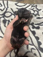 Loki, a male Cocker Spaniel for sale in Ardmore, OK – 2 of 4