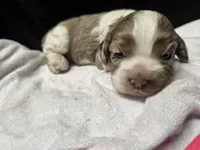 Lady Bug, a female Cocker Spaniel for sale in Ardmore, OK – Photo 2 of 3