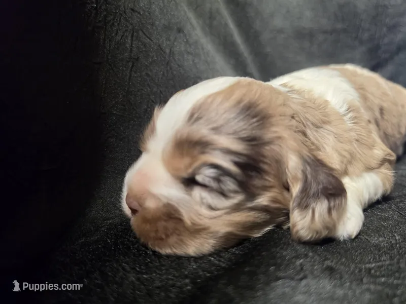 Lady Bug – Cocker Spaniel puppy for sale in Ardmore, OK