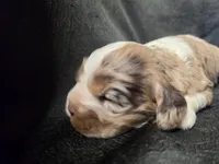 Lady Bug, a female Cocker Spaniel for sale in Ardmore, OK – Photo 1 of 3