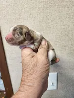 Malea , a female Cocker Spaniel for sale in Ardmore, OK – Photo 2 of 2